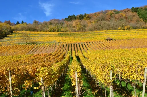 Hero Unsere Lösung Herbst